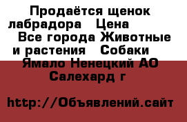 Продаётся щенок лабрадора › Цена ­ 30 000 - Все города Животные и растения » Собаки   . Ямало-Ненецкий АО,Салехард г.